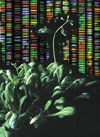plant genome