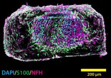 Cross section of AxoSim's 3D NerveSim platform