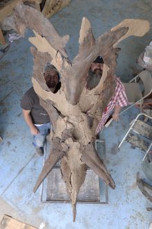 Reconstruction of (<em>Lokiceratops rangiformis</em>) mounted for display