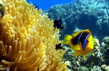 A group of fish in a coral reef near an anemone.