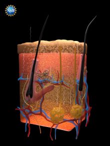 Illustration of skin tissues rendered transparent following saturation by FD & C Yellow 5, including the paths of photons reflecting off un-dyed tissues.