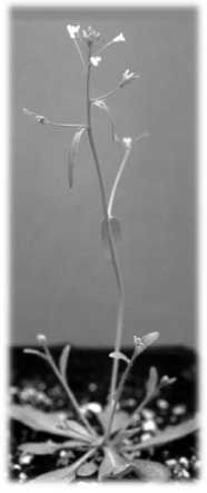 Arabidopsis