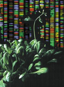 plant genome