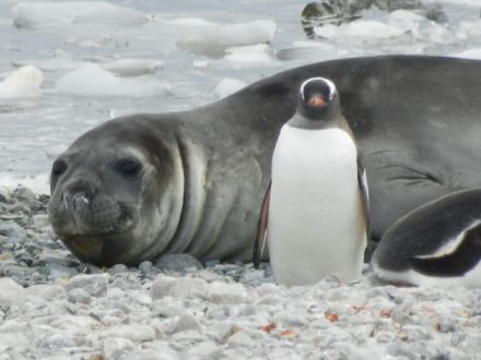 A southern elephant seal and a gentoo penguin, Antarctica