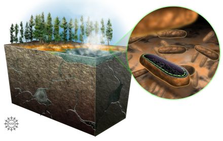 Yellowstone microbe graphic