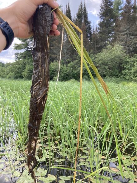 Manoomin root system