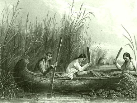 Traditional wild rice harvesting 19th century