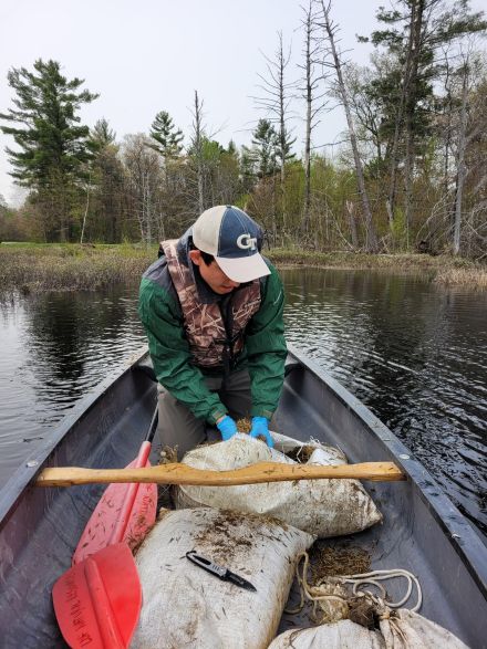 Spreading wild rice seed