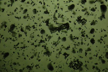 Ice crystals photographed at Summit Station, Greenland.