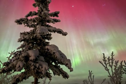 Northern Lights with a snowy tree in the foreground