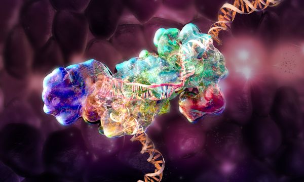 Illustration of a protein surrounding a section of a DNA molecule