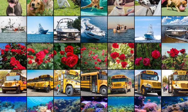 A grid of photographs, with the top row a collection of dog images, followed by rows of boat images, rose images, school bus images, and coral images.
