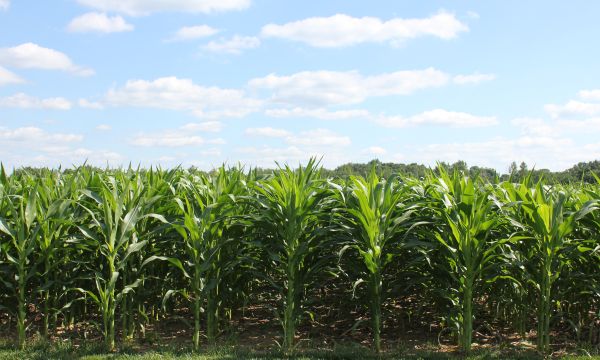 A corn field.