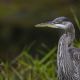 a great blue heron stands in the marsh at attention