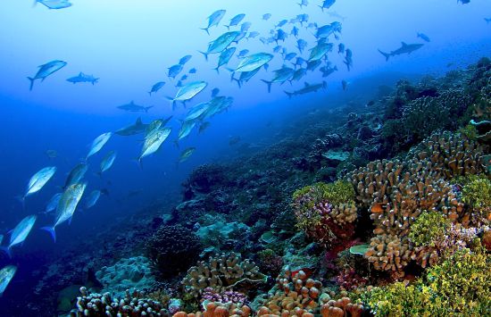 a school of fish swims over a coral reef
