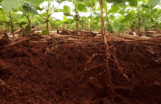 Soybean root