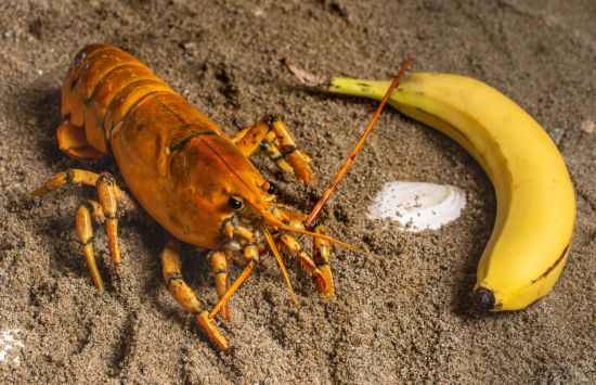 Banana the golden lobster