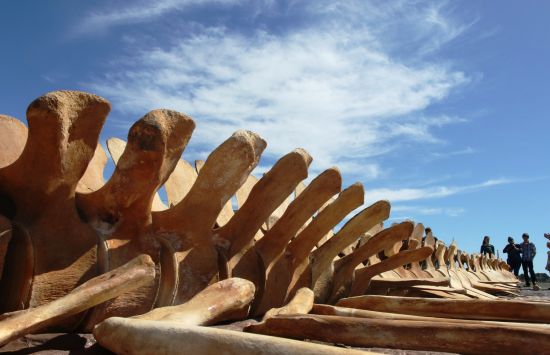 Blue whale backbone against the sky