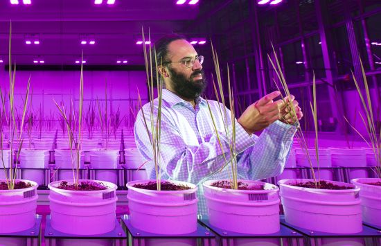 A bearded man works in a greenhouse