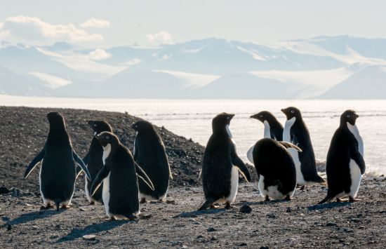 A group of Adélie penguins in Antarctica