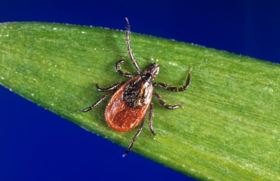 tick on green leaf