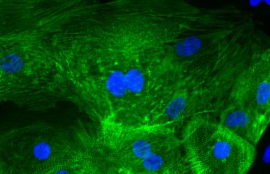 Heart cells derived from stem cells