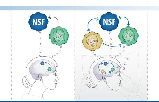 Sleep replay, memory formation, memory association, Science Matters