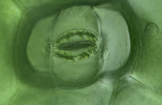 A magnified view of a leaf stoma which resembles a human mouth.