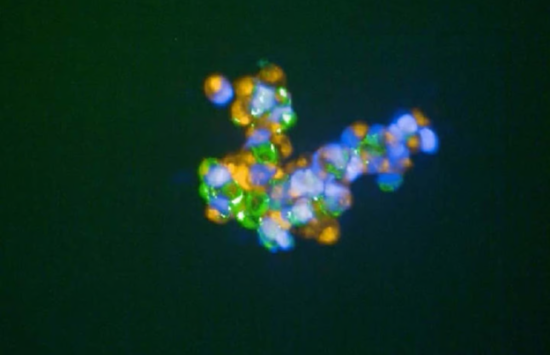 close up of cellular "glue"