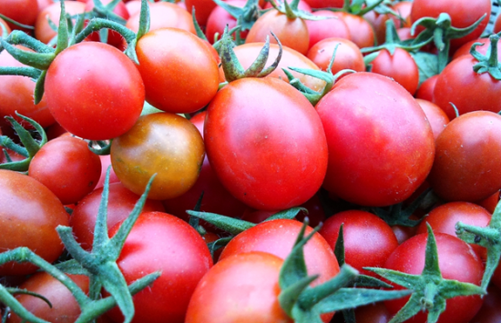 group of tomatoes