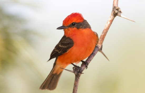 red bird perched on a branch