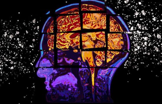 model of a humans brain