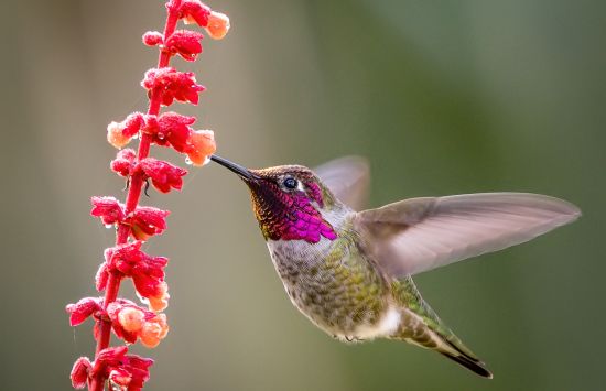 A hummingbird in flight feeding on a vibrant red flower's nectar