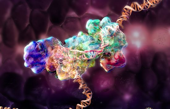 Illustration of a protein surrounding a section of a DNA molecule