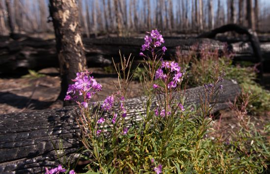 Close-up of some purple flowers growing in a recently burned forest