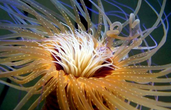 A close-up of the soft tentacles of a sea anemone.