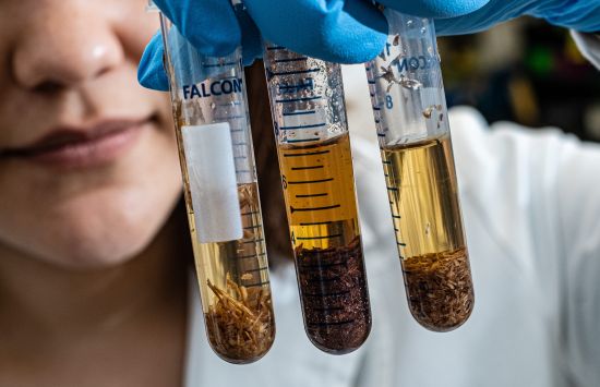 Closeup of a woman holding three test tubes containing clear, browiish liquid in her gloved hand