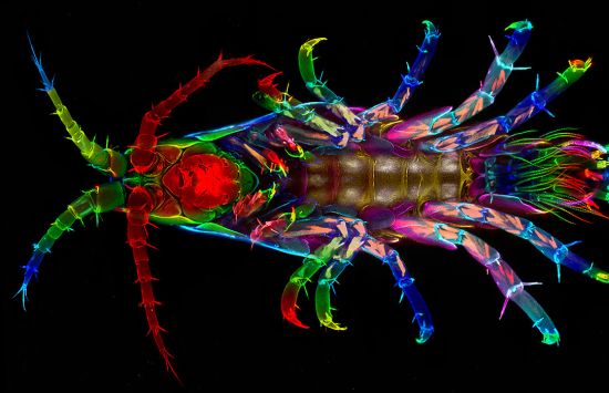 A colorful, glowing image of a custacean against a black background