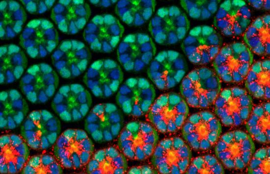 An extreme close-up of the eye of Drosophila melanogaster, the common fruit fly.