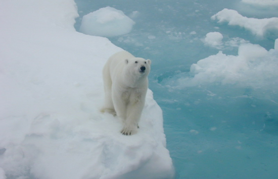 polar bear standing on block of ice