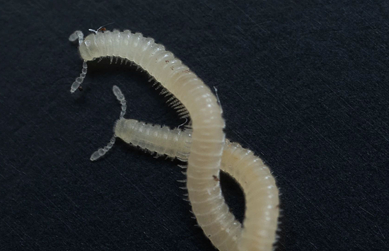 Millipede - Science Matters banner image