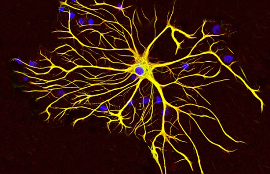 Astrocytes help tamp down overexcited neurons during acute stress.