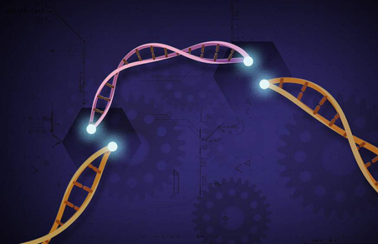 CRISPR is a tool that lets scientists cut and insert small pieces of DNA at precise areas along a DNA strand, enabling scientists to study genes in a targeted way.