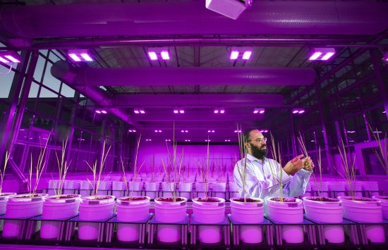 Rice plants growing in Lemna Tech High Throughput Phenotyping facility