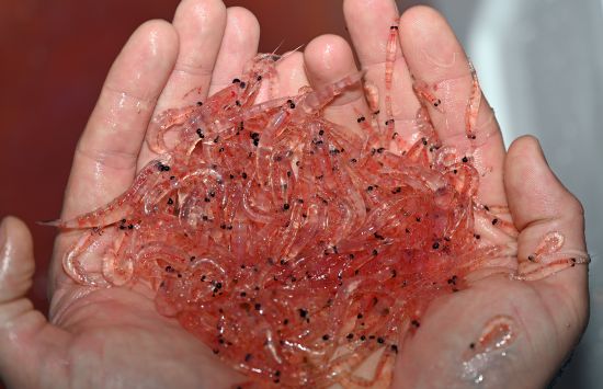 Handful of krill