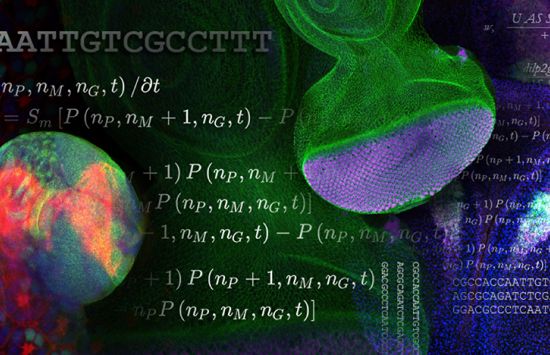 A collage of images showing magnified views of organisms including the brain of a fruit fly larva, the cells and structure of a fruit fly eye, and equations describing some of the biological processes involved.