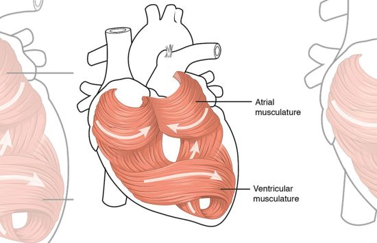 Scientists have developed a hydrogel ink that enables 3D printing of a functional heart ventricle.