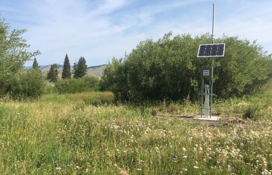 Blacktail Deer Creek NEON