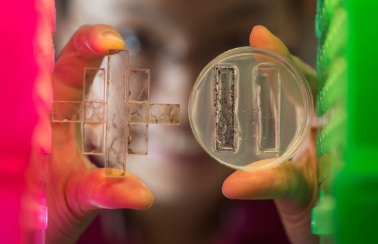 Tool created to conduct two biochar experiments in the same dish