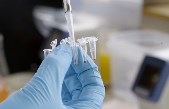 Close-up of a gloved hand pipetting liquid into small test tubes